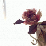 2月のバラレッスン / ドライの薔薇